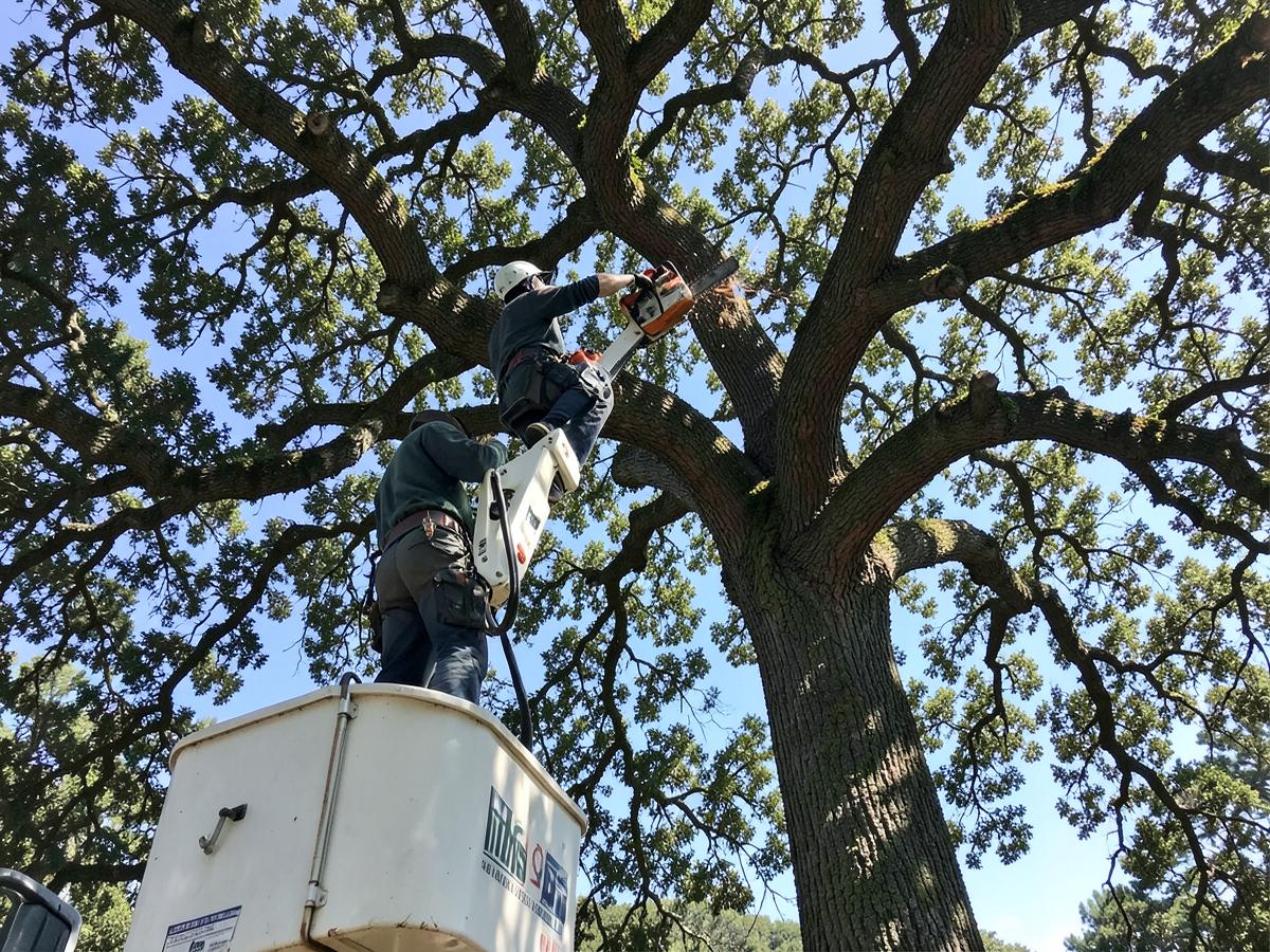 Tree worker in a bucket truck lift cutting a large oak limb with a chainsaw