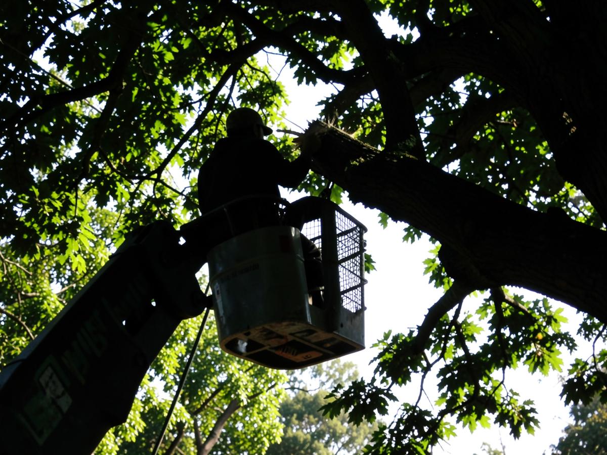 Arborist in a bucket truck basket cutting a branch high in a shade tree