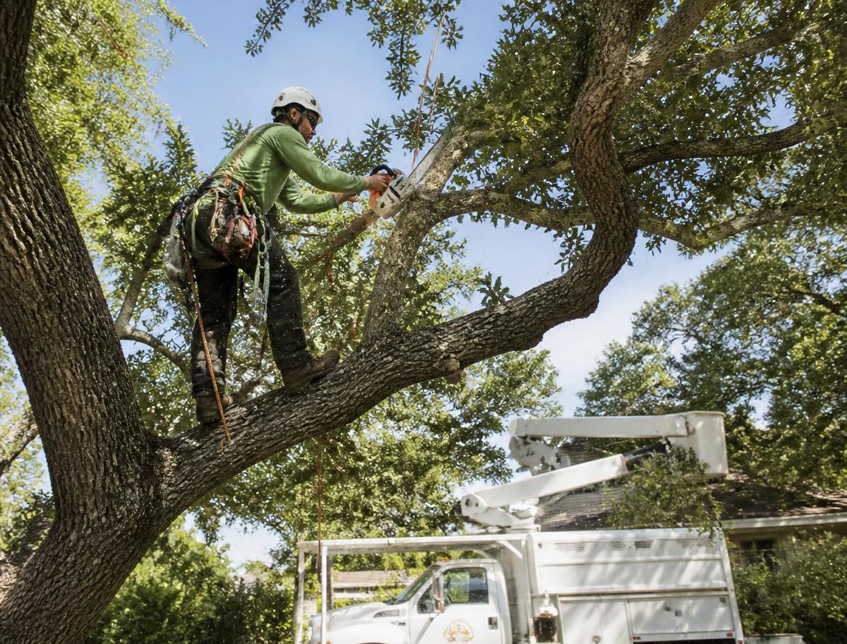 Able Tree Service arborist trimming a large live oak in New Orleans